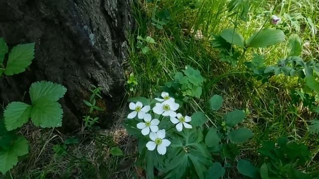 Цветок Ветренница дубравная ! Многолетник без проблем ! смотреть онлайн