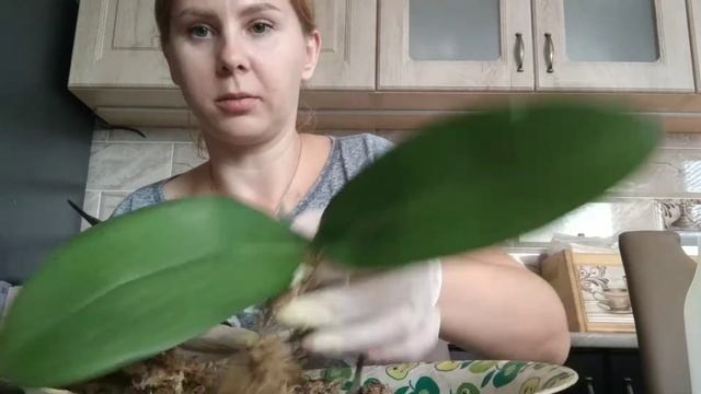 Посадка орхидеи в LECHUZA-PON?