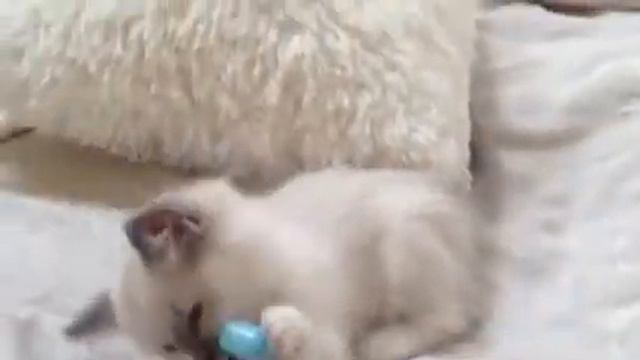 'Cute blazed' blue mitted ragdoll kitten смотреть онлайн