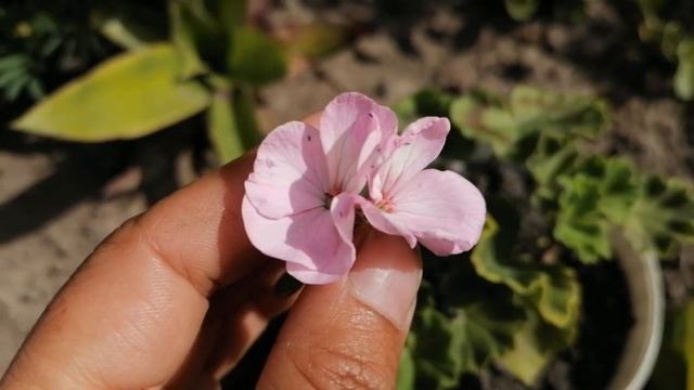 ?️Комнатные цветы.?️Дачный обзор.?️Цветение гибискуса, бальзаминов,пеларгоний, колеусов.?️ смотреть онлайн