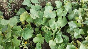 ОГУРЦЫ: ЧТО ДЕЛАТЬ ПРИ ПУСТОЦВЕТЕ? ПРИЩИПЫВАНИЕ И СЛАДКИЙ ПОЛИВ