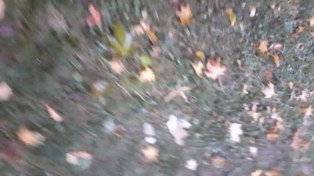 Как я ищу каштан шишки и семена клёна часть2 смотреть онлайн