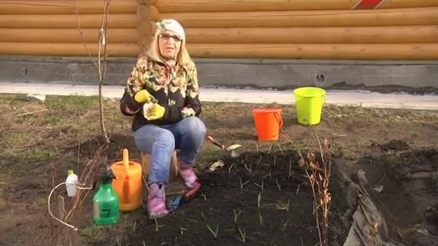 Лучки пучки. Серия 253. Уход за озимым чесноком весной. смотреть онлайн