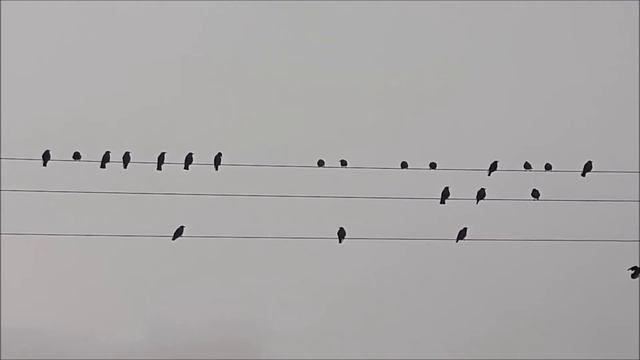 Birds on 3 wires смотреть онлайн