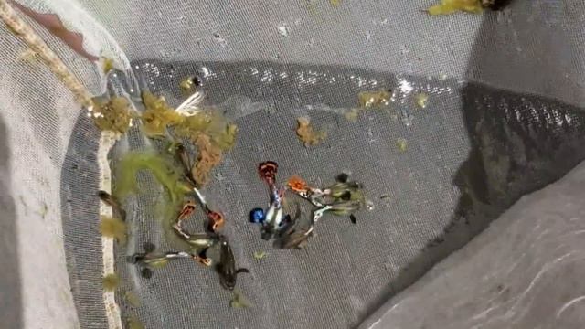 How to BREED GUPPIES - My SETUP смотреть онлайн