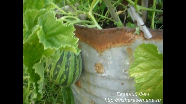 Китайский сорт дыни"Конфетка".Часть 2. смотреть онлайн