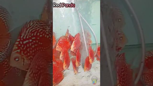 Red Panda смотреть онлайн