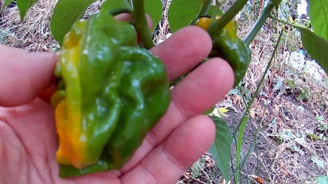 7Pot Barrackpore Yellow. Сверх острый сорт перца смотреть онлайн