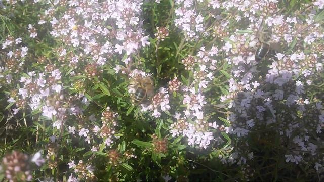 Разходка сред полските цветя на с.Поцърненци смотреть онлайн