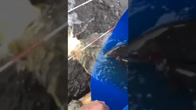 Утренние зарыбление форелью-12,45кг.Gold-fish.Рыбалка в Петровском смотреть онлайн