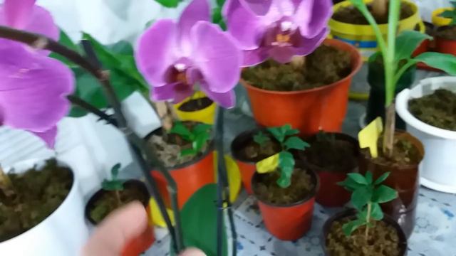 Prima mea Orhidee | Am cumparat Orhideea Phalaenopsis смотреть онлайн