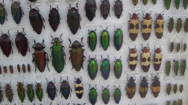 Buprestidae. Златки. смотреть онлайн