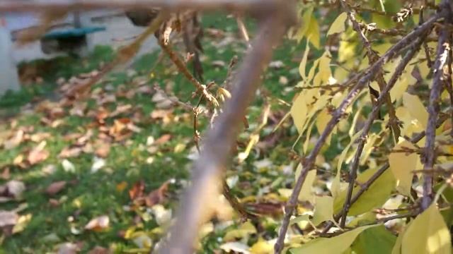 Sony NEX-3 test clip смотреть онлайн