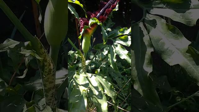 Dragonera - Dracunculus Vulgaris
