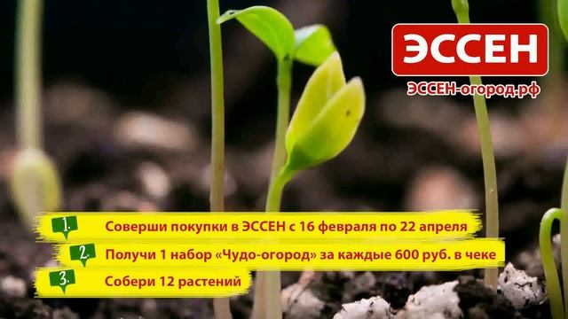Чудо-огород в ЭССЕН смотреть онлайн