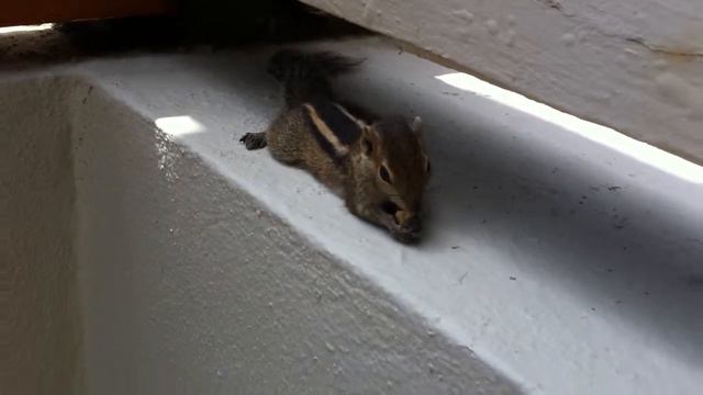 тот же бурундук смотреть онлайн