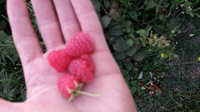 Ремонтантная малина Химбо Топ плюсы и минусы