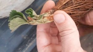 посадка клубники сорт мурано 30марта)