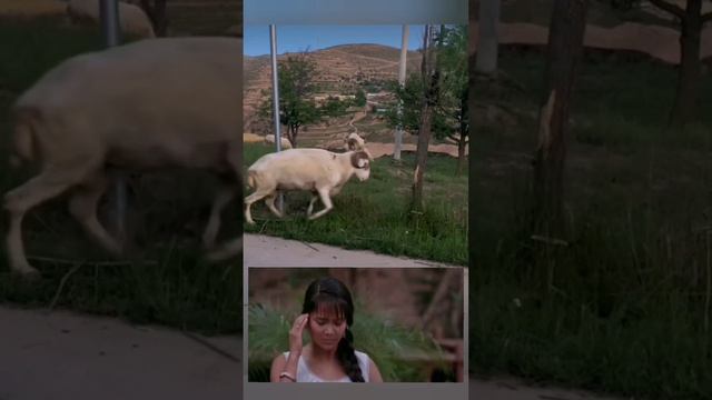 Баран - Ван Дамм ??? смотреть онлайн