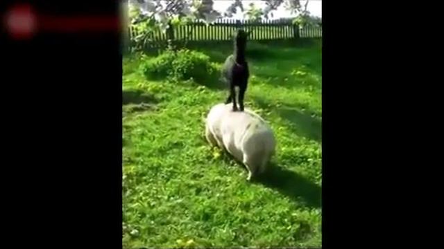 Видео Подборка Приколов  с Животными   Кошки, Собаки  Смешные Животные Youtube  Смотреть бесплатно