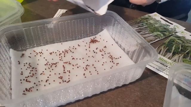Как вырастить микрозелень в домашних условиях? смотреть онлайн