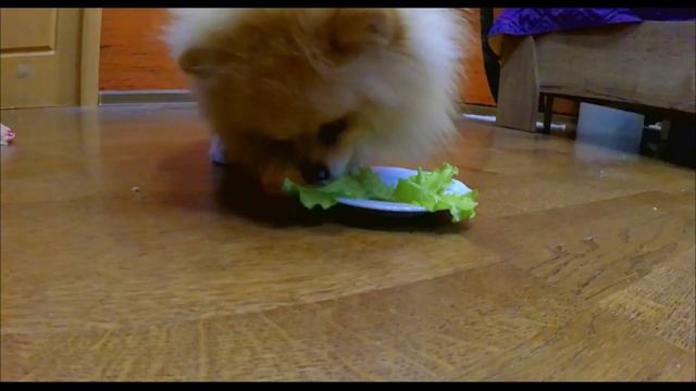 С ДНЁМ РОЖДЕНИЯ, КОКОС!!! / HAPPY BIRTHDAY COCONUT!!! смотреть онлайн