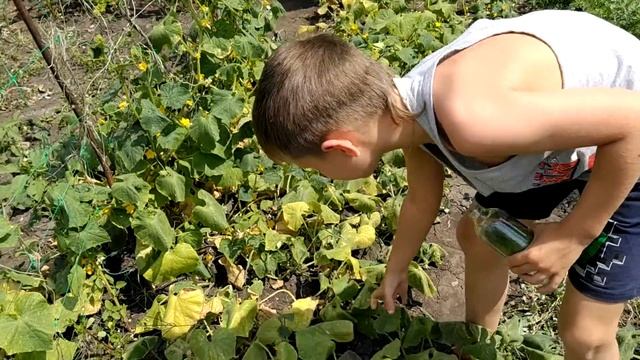 #каникулывдеревне. Деревенский сувенир. Огурец в бутылке смотреть онлайн