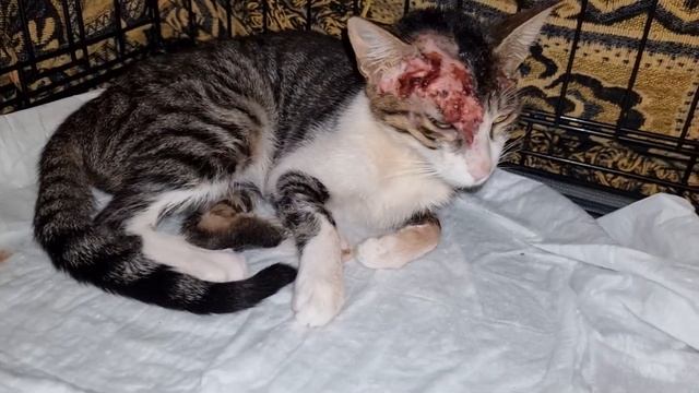 Навестил кошку Маню с ранами на голове! смотреть онлайн