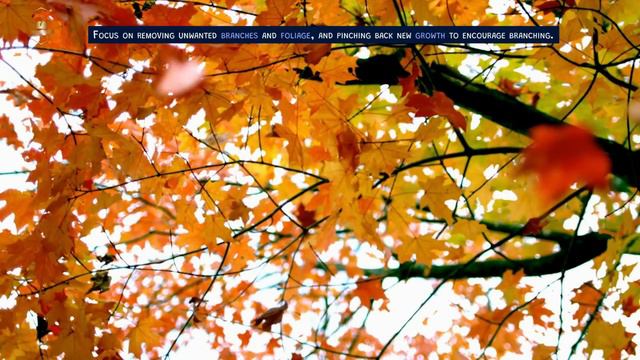 🎋 How To Grow A Bonsai Tree | Curious Corner. смотреть онлайн