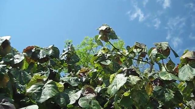 Variegated Hibiscus Tiliaceus