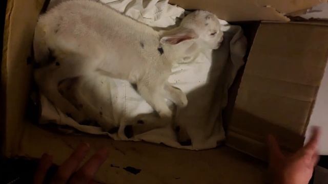 Чем заболел козленок? Как его вылечить? Зааненская порода коз / Старица Жизнь в деревне смотреть онлайн