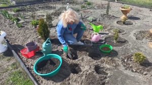 Как сажать георгины