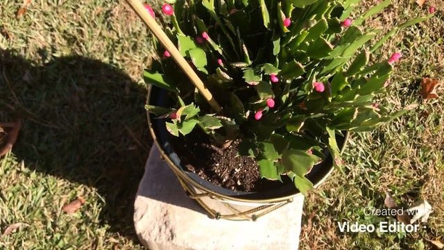 Opening Christmas Cactus!!! смотреть онлайн