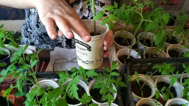 Подкормка рассады гуматом калия.