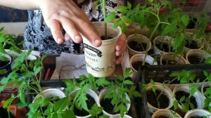 Подкормка рассады гуматом калия.