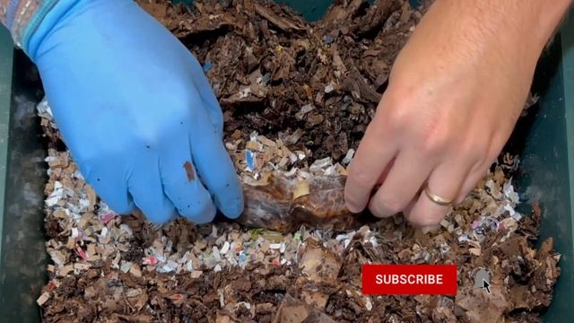 Additional Tray Started On Vermihut Worm Bin Tower System | Vermicomposting Worm Farm смотреть онлайн