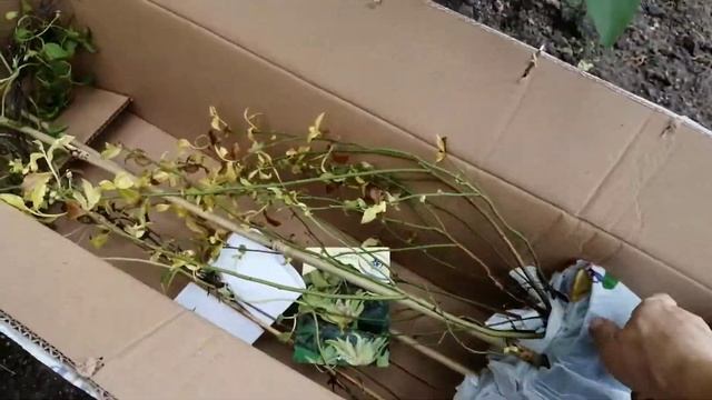 Посылка от Подворья. Голубика, княжик, клематис смотреть онлайн