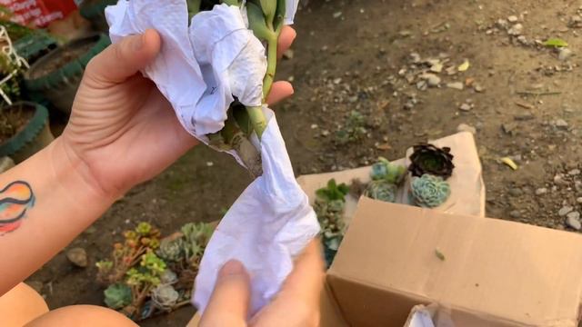 VLOG#14 Unboxing Succulent Haul смотреть онлайн