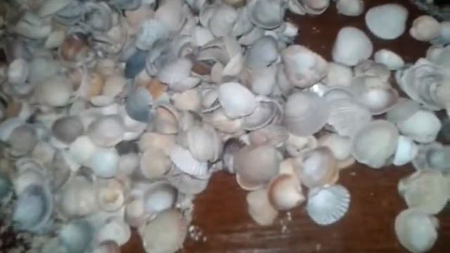 Ракушки♥♥♥♡♡♡ смотреть онлайн