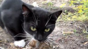 Супер злой кот. Прикол. Super evil cat. Шипение и характер.  Очень громко получилось