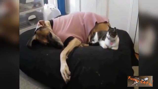 Коты и собаки делят лежанку) смотреть онлайн