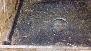 ГНЕЗДО ДЛЯ КУР С ЯЙЦА СБОРНИКОМ " вторая часть"