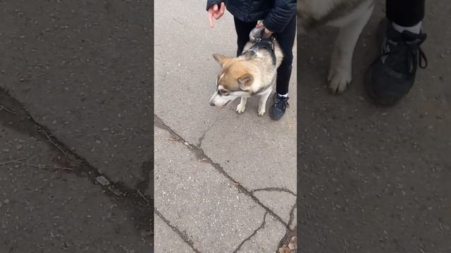 гуляем осенью в ноябре с друзьями [ 16 часть] смотреть онлайн