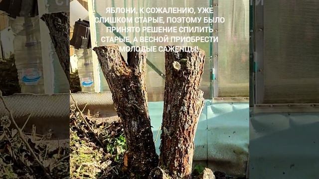 Удаляем старые яблони#сад#огород#дача смотреть онлайн