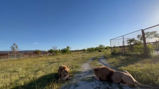 ОЧЕНЬ АДРЕНАЛИНОВОЕ кормление львов. Выехали-выдохнули))) смотреть онлайн