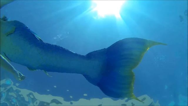 Swimming with Mermaids Lorelei and Cyanea смотреть онлайн