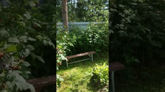 Мамина дача???Сумасшедшая малина, как клубника!)))??? смотреть онлайн