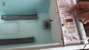 Инкубатор. Блиц  Матрица Дели усовершенствованный (2)  Без задохликов!