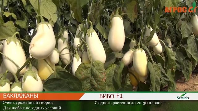 Ассортимент ООО АТФ Агрос баклажаны Seminis, Селекция Агрос