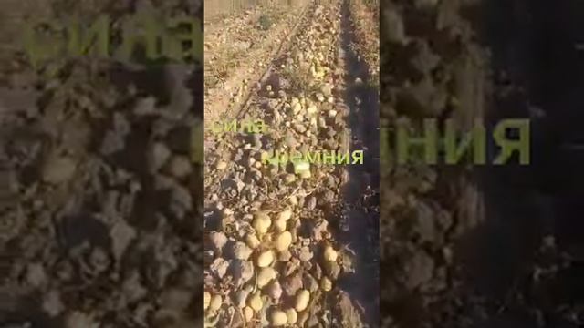Удобрение для картофеля. СИЛА КРЕМНИЯ смотреть онлайн